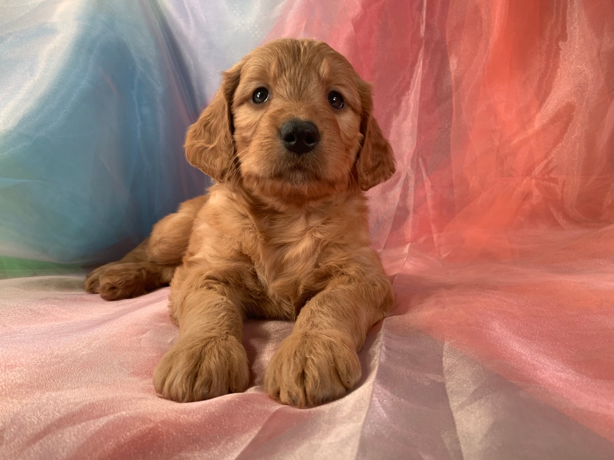 Male F1 Miniature Goldendoodle Puppy for Sale $1800